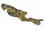 Partial Fossil Mud Lobster (Thalassina) - Australia #97665-3